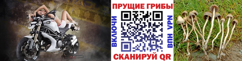 Галлюциногенные грибы ЛСД  Красногорск 